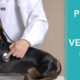 publicidad para clinicas veterinarias